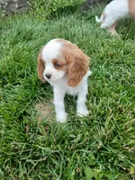 AKC sunny WE DELIVER, a female Cavalier King Charles Spaniel for sale in Clarksville, TN – 1 of 10