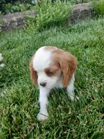 AKC sunny WE DELIVER, a female Cavalier King Charles Spaniel for sale in Clarksville, TN – 7 of 10