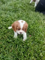 AKC sunny WE DELIVER, a female Cavalier King Charles Spaniel for sale in Clarksville, TN – 4 of 10
