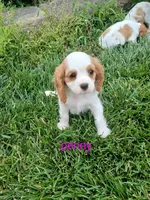 Penny, a female Cavalier King Charles Spaniel for sale in Clarksville, TN – 7 of 8