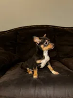  6 chihuahua puppies , a female Chihuahua for sale in Clarksville, TN – Photo 4 of 8