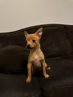  6 chihuahua puppies , a female Chihuahua for sale in Clarksville, TN – Photo 2 of 8