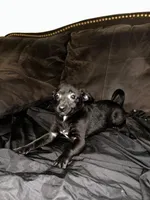  6 chihuahua puppies , a female Chihuahua for sale in Clarksville, TN – Photo 6 of 8