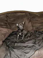  6 chihuahua puppies , a female Chihuahua for sale in Clarksville, TN – Photo 5 of 8