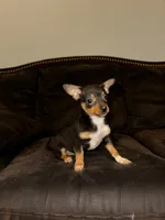  6 chihuahua puppies , a female Chihuahua for sale in Clarksville, TN – Photo 3 of 8