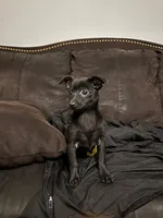  6 chihuahua puppies , a female Chihuahua for sale in Clarksville, TN – Photo 7 of 8