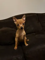  6 chihuahua puppies , a female Chihuahua for sale in Clarksville, TN – Photo 1 of 8