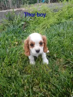Thor, a male Cavalier King Charles Spaniel for sale in Clarksville, TN – 4 of 8