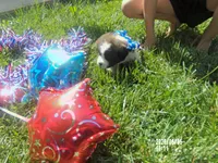 AKC Chloe WE DELIVER, a female Saint Bernard for sale in Nashville, TN – 3 of 8