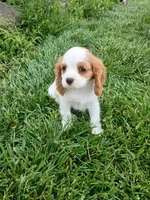 AKC sunny WE DELIVER, a female Cavalier King Charles Spaniel for sale in Clarksville, TN – 9 of 10