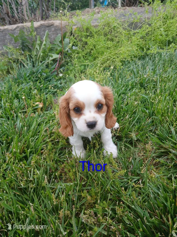AKC Thor WE DELIVER – Cavalier King Charles Spaniel puppy for sale in Clarksville, TN