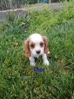 Thor, a male Cavalier King Charles Spaniel for sale in Clarksville, TN – 2 of 8