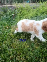 Thor, a male Cavalier King Charles Spaniel for sale in Clarksville, TN – 7 of 8