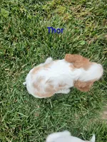 Thor, a male Cavalier King Charles Spaniel for sale in Clarksville, TN – 8 of 8
