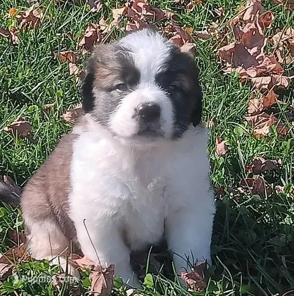 AKC Justin WE DELIVER – Saint Bernard puppy for sale in Clarksville, TN