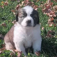 AKC Justin WE DELIVER, a male Saint Bernard for sale in Clarksville, TN – 1 of 2