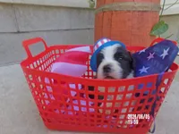 AKC Justin WE DELIVER, a male Saint Bernard for sale in Nashville, TN – 2 of 4