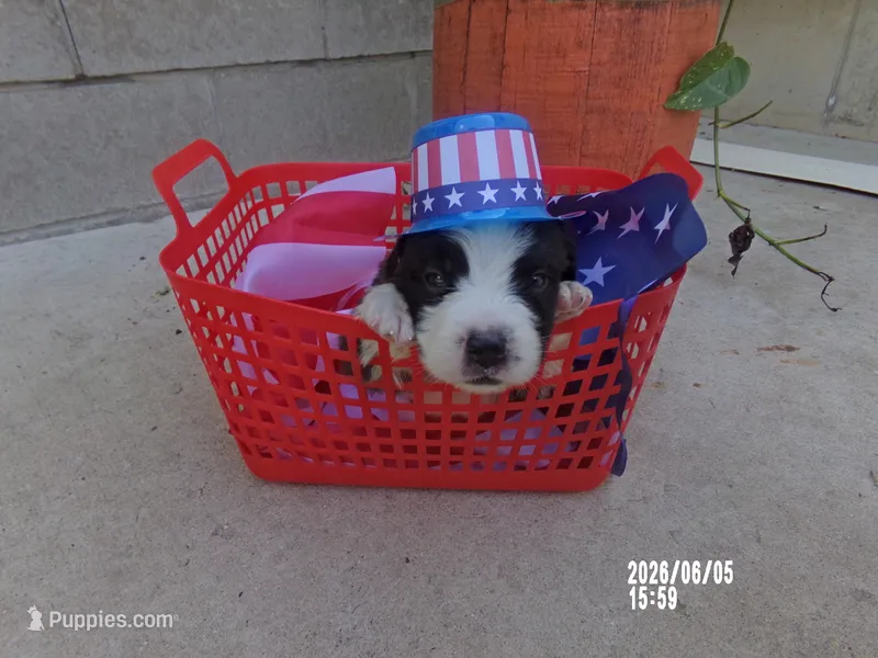 AKC Justin WE DELIVER – Saint Bernard puppy for sale in Clarksville, TN