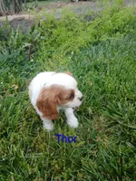 Thor, a male Cavalier King Charles Spaniel for sale in Clarksville, TN – 5 of 8
