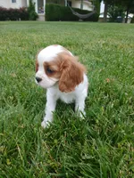 AKC sunny WE DELIVER, a female Cavalier King Charles Spaniel for sale in Clarksville, TN – 3 of 10