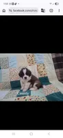 AKC Chloe WE DELIVER, a female Saint Bernard for sale in Clarksville, TN – 2 of 3
