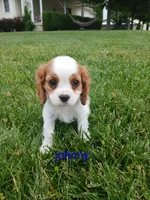 AKC Johnny, a male Cavalier King Charles Spaniel for sale in Clarksville, TN – 4 of 5