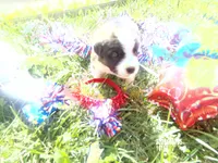 AKC Chloe WE DELIVER, a female Saint Bernard for sale in Nashville, TN – 6 of 8