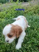 AKC Johnny, a male Cavalier King Charles Spaniel for sale in Clarksville, TN – 3 of 5