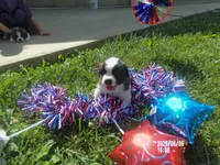 AKC Chloe WE DELIVER, a female Saint Bernard for sale in Nashville, TN – 8 of 8