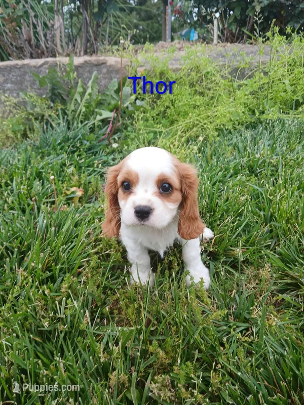 Thor – Cavalier King Charles Spaniel puppy for sale in Clarksville, TN