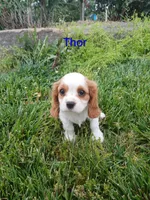 Thor, a male Cavalier King Charles Spaniel for sale in Clarksville, TN – 1 of 8