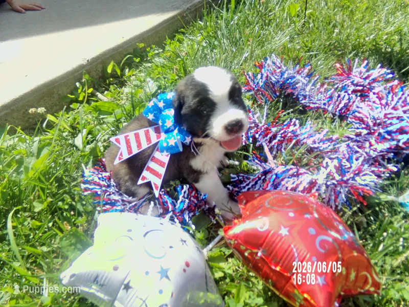 AKC Chloe WE DELIVER – Saint Bernard puppy for sale in Clarksville, TN