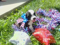 AKC Chloe WE DELIVER, a female Saint Bernard for sale in Nashville, TN – 1 of 8