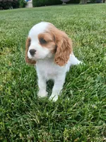 AKC sunny WE DELIVER, a female Cavalier King Charles Spaniel for sale in Clarksville, TN – 6 of 10