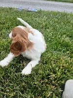 AKC sunny WE DELIVER, a female Cavalier King Charles Spaniel for sale in Clarksville, TN – 5 of 10