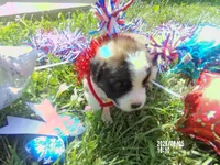 AKC Chloe WE DELIVER, a female Saint Bernard for sale in Nashville, TN – 5 of 8