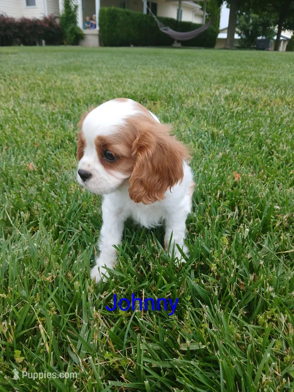 AKC Johnny – Cavalier King Charles Spaniel puppy for sale in Clarksville, TN