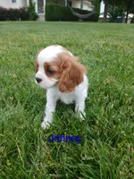 AKC Johnny, a male Cavalier King Charles Spaniel for sale in Clarksville, TN – 1 of 5