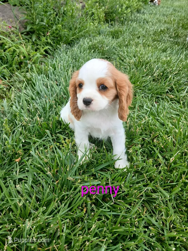 Penny – Cavalier King Charles Spaniel puppy for sale in Clarksville, TN