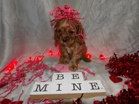 Copper, a male Cavalier King Charles Spaniel for sale in Clarksville, TN – Photo 5 of 9