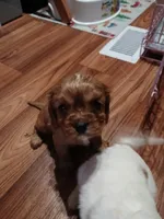 Copper, a male Cavalier King Charles Spaniel for sale in Clarksville, TN – Photo 1 of 9