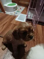 Copper, a male Cavalier King Charles Spaniel for sale in Clarksville, TN – Photo 3 of 9