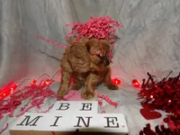 Copper, a male Cavalier King Charles Spaniel for sale in Clarksville, TN – Photo 7 of 9