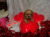 Copper, a male Cavalier King Charles Spaniel for sale in Clarksville, TN – Photo 9 of 9
