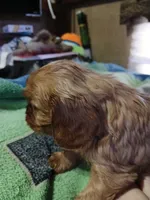 Copper, a male Cavalier King Charles Spaniel for sale in Clarksville, TN – Photo 2 of 9