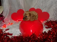 Copper, a male Cavalier King Charles Spaniel for sale in Clarksville, TN – Photo 8 of 9