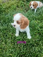 Penny, a female Cavalier King Charles Spaniel for sale in Clarksville, TN – 3 of 8