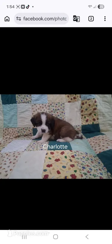 AKC Chloe WE DELIVER – Saint Bernard puppy for sale in Clarksville, TN