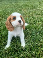 AKC sunny WE DELIVER, a female Cavalier King Charles Spaniel for sale in Clarksville, TN – 8 of 10