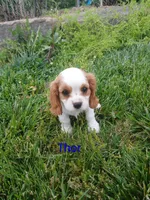 Thor, a male Cavalier King Charles Spaniel for sale in Clarksville, TN – 6 of 8